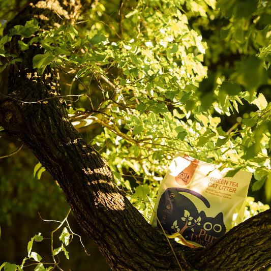 PurrHaven Green Tea Clumping Cat & Kitty Litter, 15kg (6 Pack),Dust Free,Natural Flusable,Easy to Clean,Odour Neutraliser,Rapid Liquid Absorption,Non-Toxic Formula